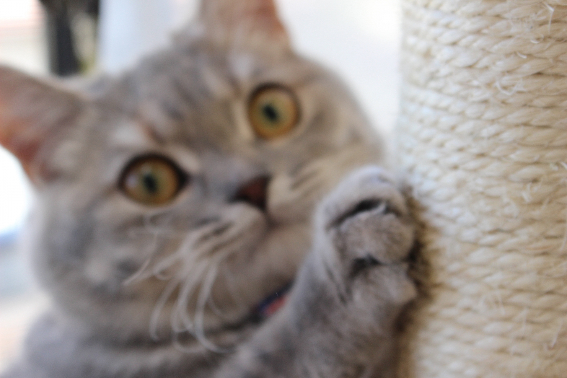 猫の爪とぎから大切な家具を守ろう！