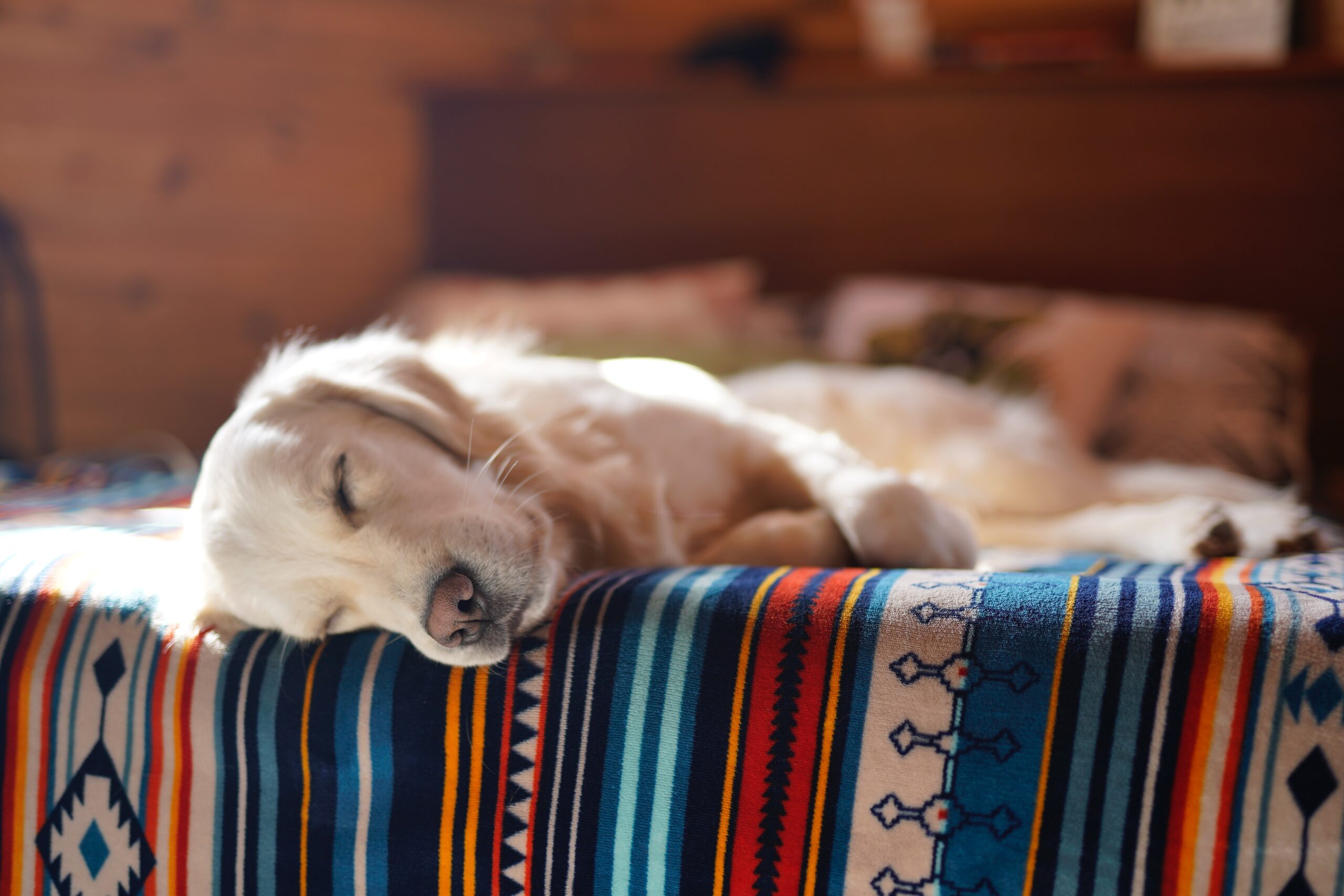 犬や猫と快適に暮らすために。ペットの匂い対策