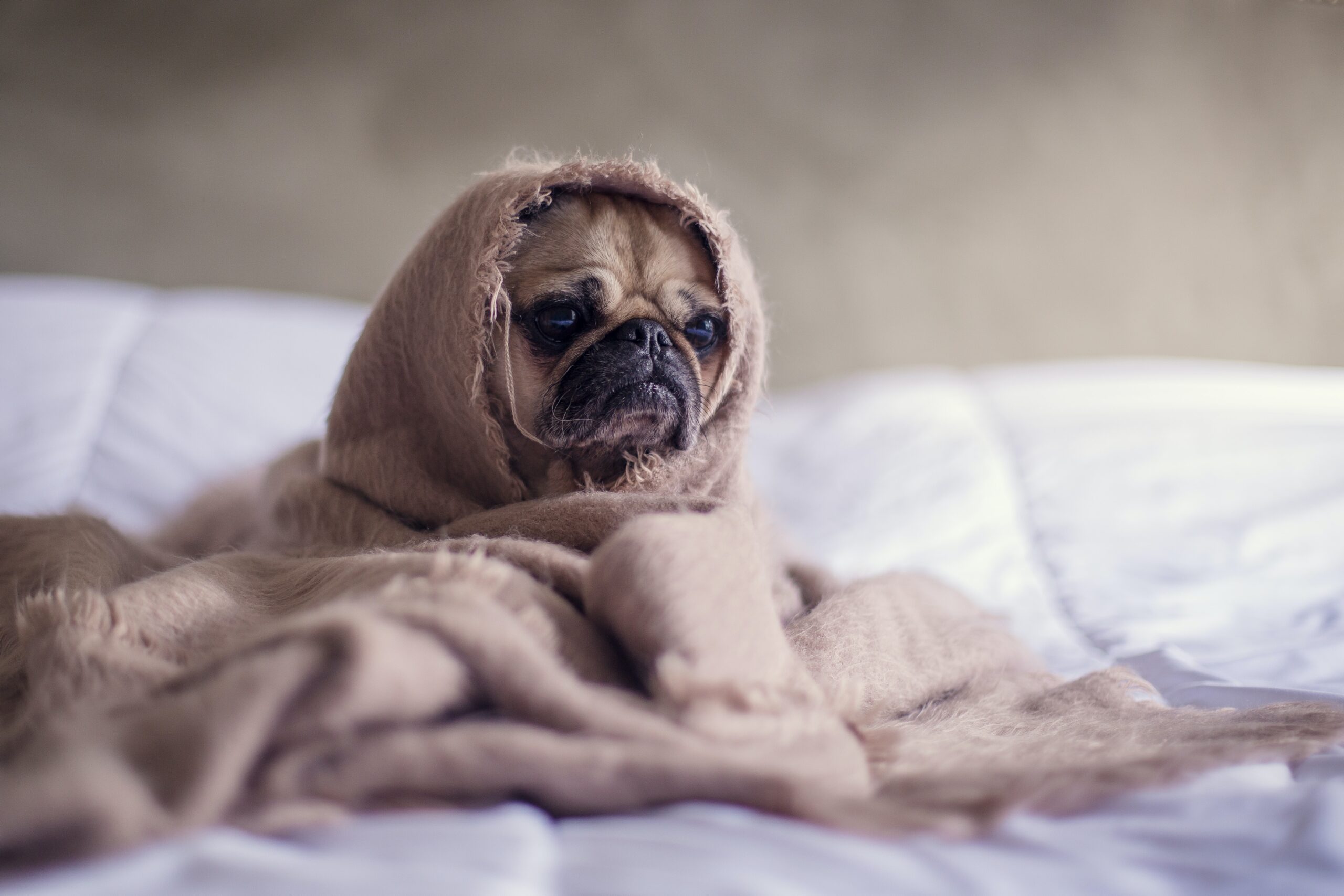 ヒートショックは動物にも起こる？危険な温度差からペットを守ろう