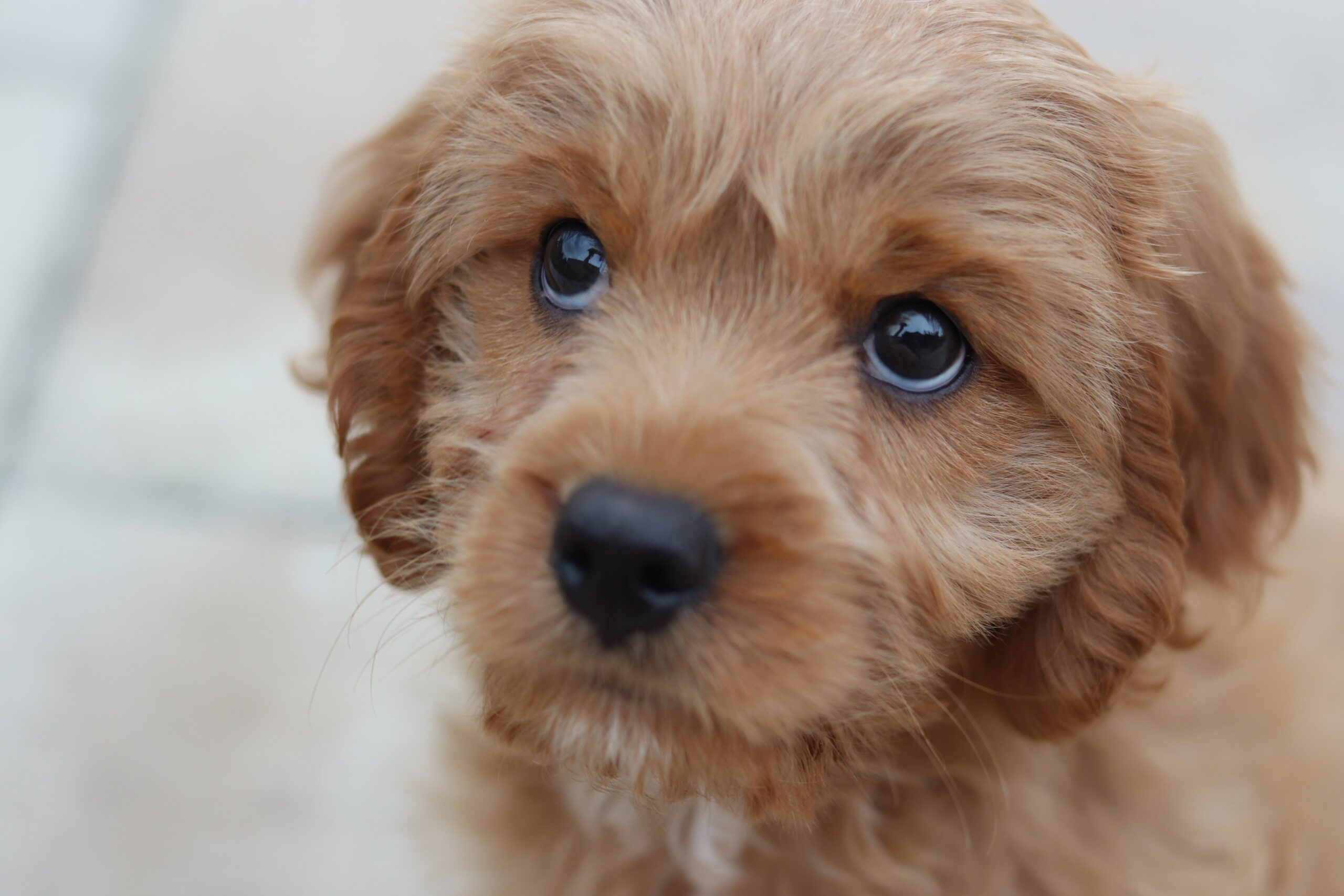 愛犬の健康を守るために、床材選びで気をつけることとは？