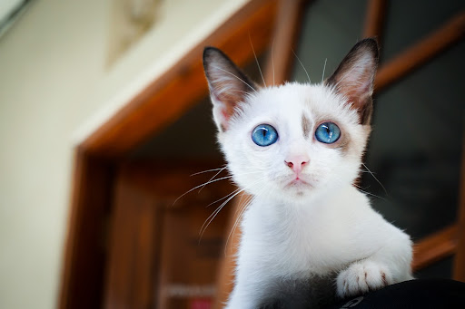 ペットを飼うための準備は整ってる？