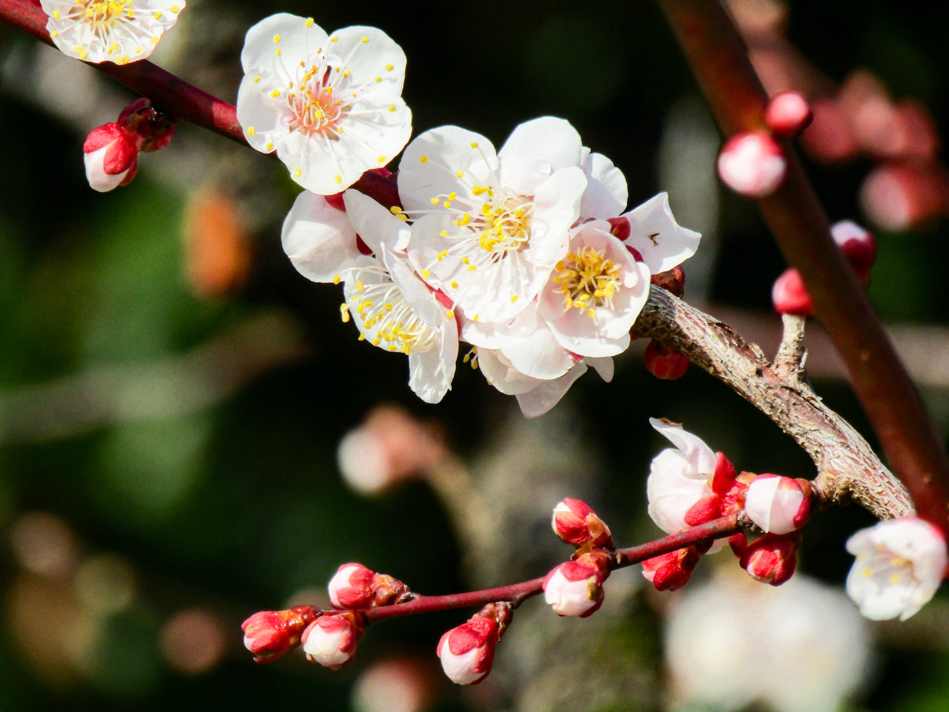 花も実も楽しめる！庭木としての梅の魅力